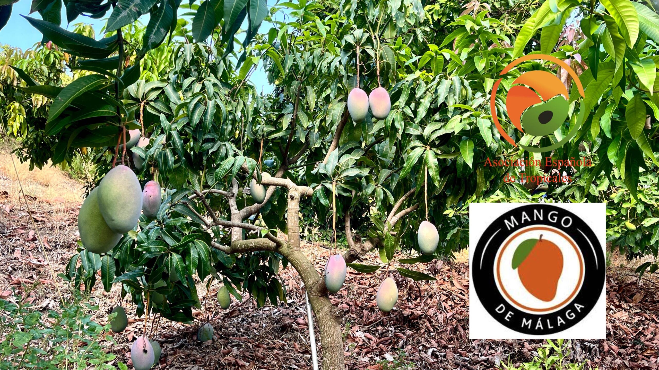 Mango Málaga|MANGO TEMPORADA|Campaña Mango